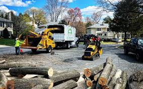 Best Tree Removal  in Untain Grove, MO
