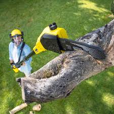 Professional Tree Care in Mountain Grove, MO