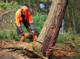 Best Hazardous Tree Removal  in Untain Grove, MO