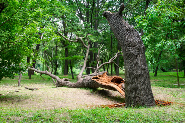 Best Tree Maintenance Programs  in Untain Grove, MO