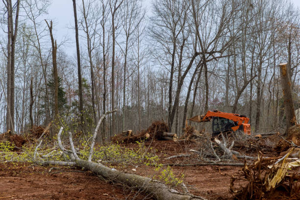 Best Storm Damage Tree Cleanup  in Untain Grove, MO