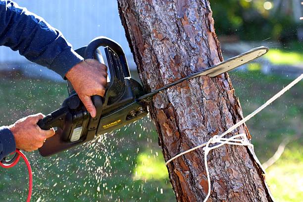 How Our Tree Care Process Works  in  Mountain Grove, MO