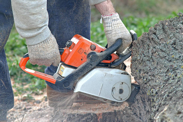 Lawn Pest Prevention in Mountain Grove, MO