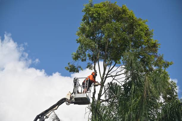 Best Tree Cabling and Bracing  in Untain Grove, MO