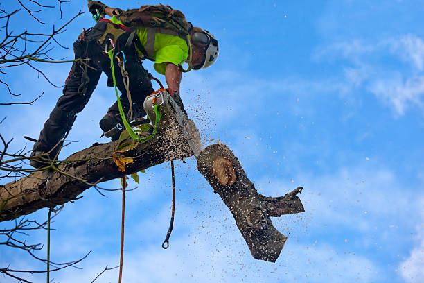 Best Tree Preservation Services  in Untain Grove, MO