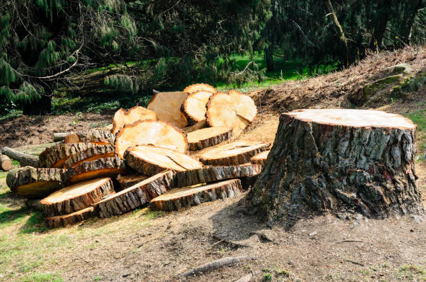 Best Aeration Services  in Untain Grove, MO